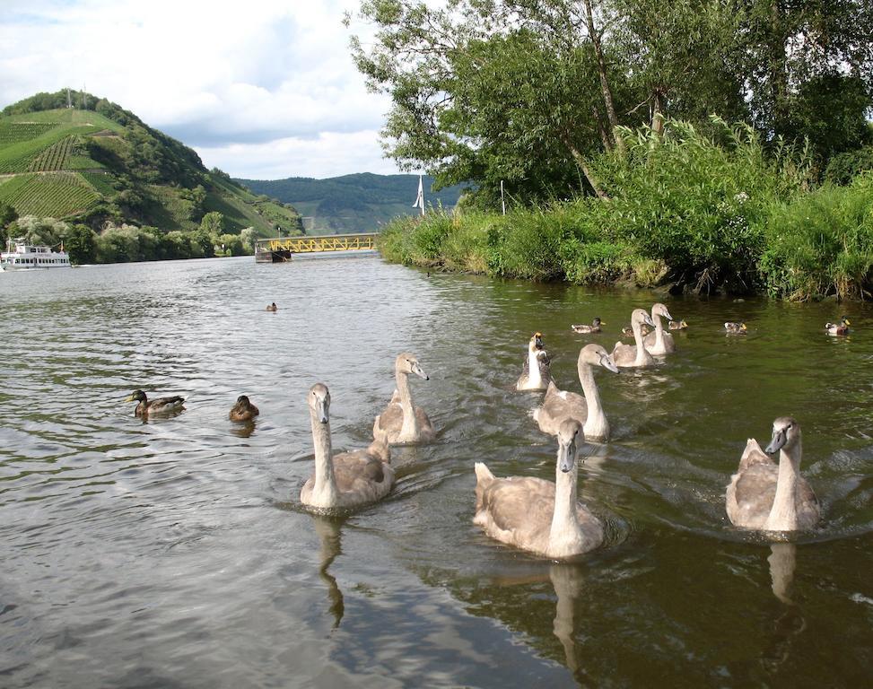 Residence Bellevue Boppard Esterno foto